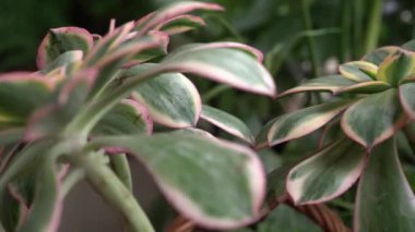 Botanik. Panning Aeonium güneş patlaması. Bakır fırıldak olarak da bilinir. Bahçede yetişen bitkiler. Güzel rosette renkleri, desen ve yapraklar.
