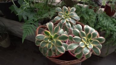 Egzotik sulu bitkiler. Şehir bahçesindeki çömleklerde büyüyen bakır fırıldak olarak da bilinen üç Aeonium güneş patlamasının yakın görüntüsü. Güzel rosette renkleri, desen ve yapraklar.