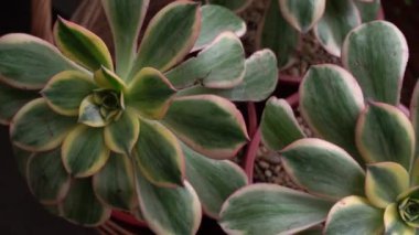 Egzotik sulu bitkiler. Şehir bahçesindeki çömleklerde büyüyen bakır fırıldak olarak da bilinen üç Aeonium güneş patlamasının yakın görüntüsü. Güzel rosette renkleri, desen ve yapraklar.