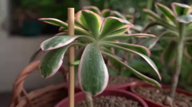 Botanik. Süslü, sulu bir sepetin içinde. Pan of Aeonium güneş patlaması, ayrıca bakır fırıldak olarak da bilinir, bitkiler, balkonda saksılarda yetişir.. 