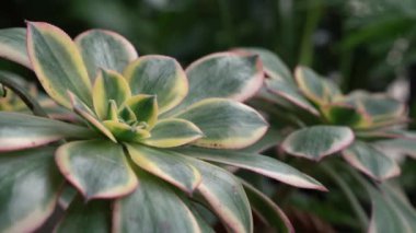 Botanik. Egzotik sulu bitkiler. Aeonium güneş patlamasının yakın görüntüsü, ayrıca bakır fırıldak olarak da bilinir, kırmızı ve sarı kenarlı renkli yeşil yapraklar.