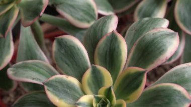 Botanik. Egzotik sulu bitkiler. Aeonium güneş patlamasının yakın görüntüsü, ayrıca bakır fırıldak olarak da bilinir, kırmızı ve sarı kenarlı renkli yeşil yapraklar.