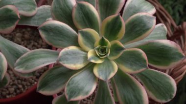 Botanik. Egzotik sulu bitkiler. Aeonium güneş patlamasının yakın görüntüsü, ayrıca bakır fırıldak olarak da bilinir, kırmızı ve sarı kenarlı renkli yeşil yapraklar.