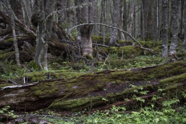 Orman bitkisi. Lenga olarak da bilinen Nothofagus pumilio ağaçlarının manzarası.. 