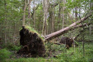 Nothofagus pumilio ormanında fırtına hasarı. Kökleri sökülmüş ağaç, rüzgar fırtınası yüzünden ağaçlık alanda devrilmiş.. 