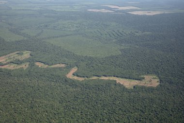 Yukarıdan gelen atmosfer. Brezilya 'daki Amazon ormanının havadan görünüşü. Tropikal yağmur ormanları ve ormansızlaşma izleri. Güzel yeşil yaprak dokusu ve deseni.