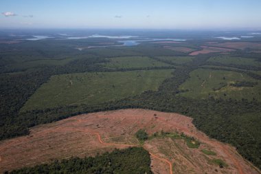 Doğada hasar. Yukarıdan gelen atmosfer. Brezilya 'daki Amazon ormanının havadan görünüşü. Tropikal yağmur ormanları ve ormansızlaşma izleri. Güzel yeşil yaprak dokusu ve deseni.