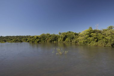 Iguazu nehri ve kıyı şeridi güneşli bir günde yeşil tropikal ormanın içinden akıyor.. 