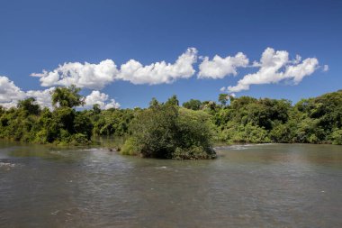 Nehir ormanın içinden akıyor. Ormandaki güzel yeşil bitki örtüsü.