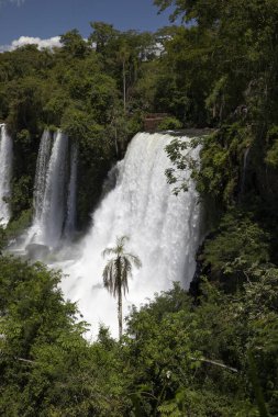 The Iguazu falls in the jungle. View of the white falling water flowing across the tropical rainforest in Iguazu national Park, Misiones, Argentina. The waterfalls and lush vegetation. clipart