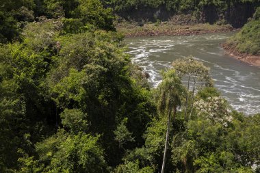 Ormandaki nehir. Misiones, Arjantin 'deki Iguazu ulusal parkındaki akıntılar ve yemyeşil bitki örtüsü..