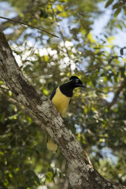 South American wildlife. Birdwatching. Closeup view of a colorful Cyanocorax chrysops, also known as Plush-crested jay, sitting on a branch in the tropical forest. clipart