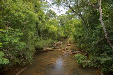 Nehir yeşil tropikal ormanda akıyor. Kayalık yatak ve yemyeşil bitki örtüsü.