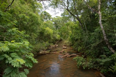 Nehir yeşil tropikal ormanda akıyor. Kayalık yatak ve yemyeşil bitki örtüsü.