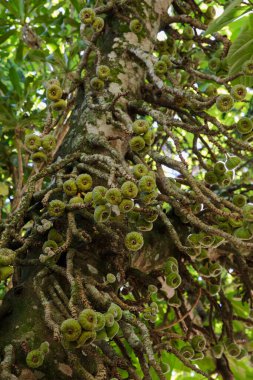 Tropik yağmur ormanları. Kutsal incir ağacı olarak da bilinen Ficus Reliosa 'nın yakın görüntüsü. Dalları ve gövdesi boyunca yetişen yeşil meyveler..  