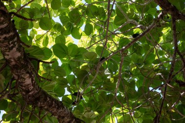 Kutsal incir olarak da bilinen Ficus Reliosa 'nın manzarası, altında yeşil yapraklar var. Güzel doğal doku ve desen.