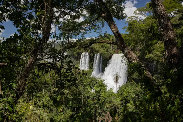The Iguazu falls in the jungle. View of the white falling water flowing across the tropical rainforest in Iguazu national Park, Misiones, Argentina. The waterfalls and lush vegetation.