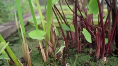 Bahçe tasarımı Bataklık bitkileri. Colocasia Esculeta ve Colocasia Black Coral 'ın yakın görüntüsü. Bahçedeki gölde yetişen kırmızı ve koyu mor kökler.
