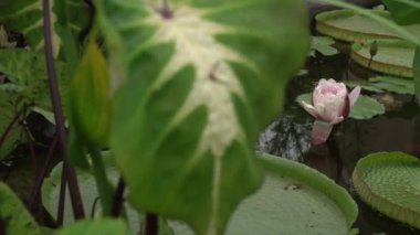 Egzotik su bitkileri. Irupe olarak da bilinen dev Amazon zambağı Victoria Cruziana 'nın yakından görüntüsü, gölette açan pembe çiçek.
