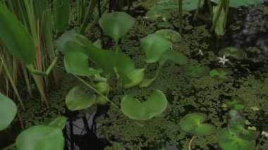 Gölette yetişen Eichornia azurea su sümbülü, Colocasia esculenta ve dev Amazon nilüferli Victoria cruziana gibi egzotik su bitkilerinin yakın görüntüsü.
