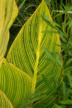 Canna indica manzarası, ayrıca Achira zebrina olarak da bilinir, sarı ve yeşil yapraklar.