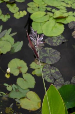 Exotic aquatic plants. Top view of beautiful Thalia dealbata, also known as hardy water canna, purple and blue flower blooming in the garden pond clipart