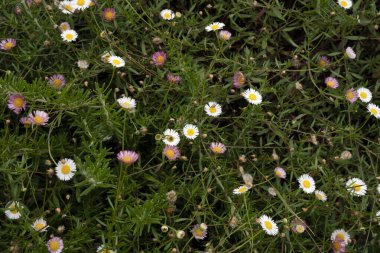 Bahçe tasarımı Salvia Rosmarinus 'un yakın görüntüsü, aynı zamanda biberiye, yeşil yapraklar ve açık mavi çiçekler olarak da bilinir. Erigeron, papatya pire, çayırda yetişen beyaz ve pembe çiçekler.