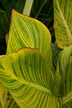 Canna indica manzarası, ayrıca Achira zebrina olarak da bilinir, sarı ve yeşil yapraklar.