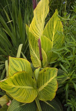 Canna indica manzarası, ayrıca Achira zebrina olarak da bilinir, sarı ve yeşil yapraklar.