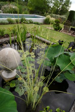 Bahçede, nilüfer, su zambağı ve Scirpus lacustris Albescens gibi egzotik su bitkileri yetiştiren bir göletin manzarası.