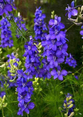 Larkspur olarak da bilinen Consolida regalis 'in yakından görüntüsü, bahçede açan mavi çiçekler.