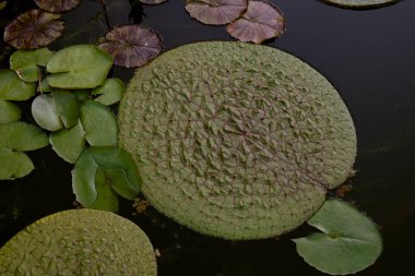 Egzotik su zambakları. Euryale Ferox 'un yakın görüntüsü, diğer adıyla Prickly Waterlily, gölette büyüyen yeşil yapraklar.