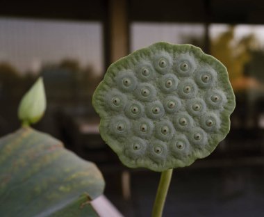 Asian aquatic plants. Closeup view of Xin Jin Xia lotus seed pod growing in the garden at sunset clipart