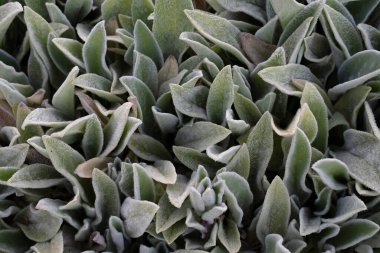 Velvet leaves texture. Closeup view of Stachys byzantina, also known as lamb's ear, soft gray leaves growing in the garden clipart