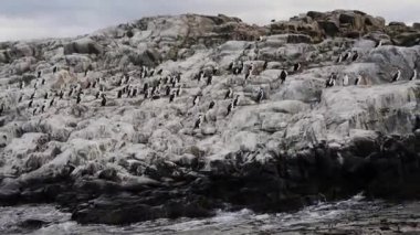 Patagonya yaban hayatı. İmparatorluk karabataklarının yakın görüntüsü, Leucocarbo atriceps, okyanustaki kayalıklarda yuva yapıyor.