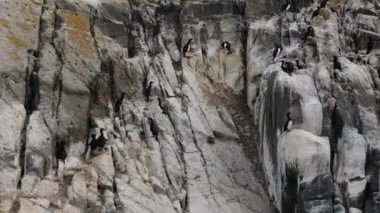 Patagonya yaban hayatı. İmparatorluk karabataklarının yakın görüntüsü, Leucocarbo atriceps, okyanustaki kayalıklarda yuva yapıyor.