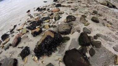 Deniz Burnu. Tierra del Fuego Ulusal Parkı 'ndaki kayalık plajı ve okyanus kıyısını tarıyoruz. Taşlarda büyüyen midyelerin görüntüsü