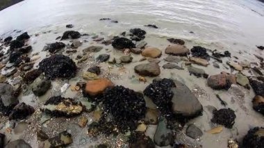 Deniz Burnu. Tierra del Fuego Ulusal Parkı 'ndaki kayalık plajı ve okyanus kıyısını tarıyoruz. Taşlarda büyüyen midyelerin görüntüsü