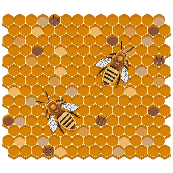 Bal Arıları Bal Peteği Üzerinde Vektör Illüstrasyon — Stok Vektör