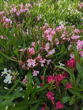 Çiçek açmış farklı renkteki lekenler.