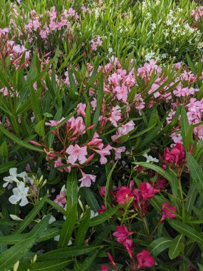 Çiçek açmış farklı renkteki lekenler.