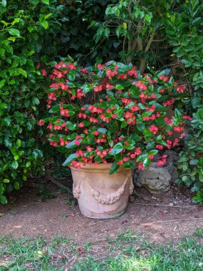 Red begonias planted in a pot in the garden clipart