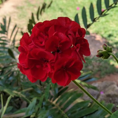 Bahçenin balkonunda kırmızı çiçekli sardunya çiçeği.