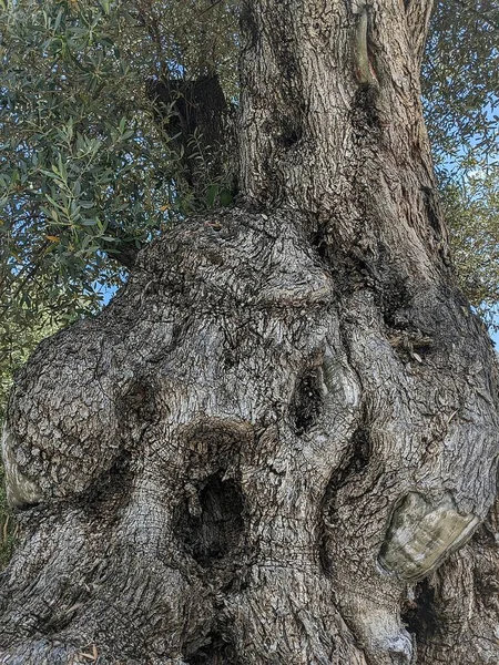 올리브 나무의 — 스톡 사진