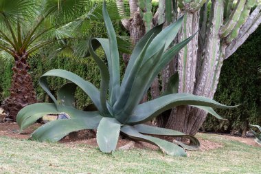 Aloe americana bahçeye ekilmiş büyük boyutlar.