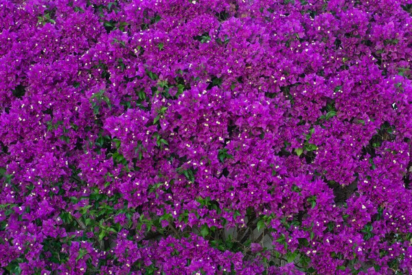 stock image Bougainvillea with purple flowers covering a wall in full bloom.