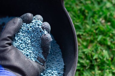 Bahçedeki bitkilere uygulanmaya hazır bir kova mavi kimyasal gübre. Bahçe bakımı kavramı.