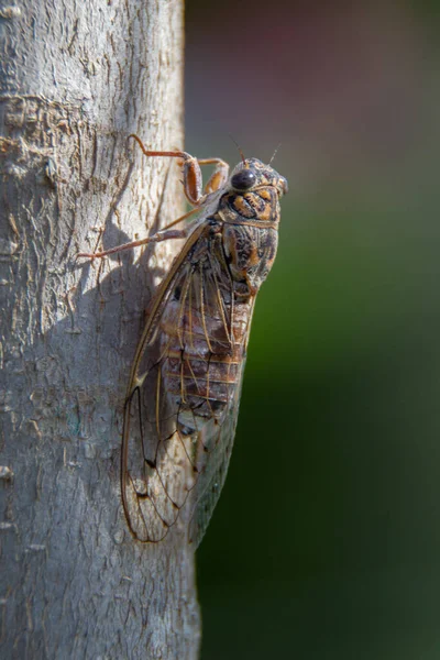 Ağaca Tünemiş Ağustos Böceği Dişileri Çekmek Için Şarkı Söylüyordu — Stok fotoğraf