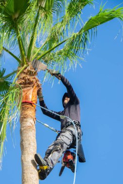 Palmiye ağacı budama bıçağı ve emniyet kemeri ile bir Washington palmiyesini temizliyor. Palmiye ağacı temizleme kavramı.
