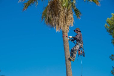 Palmiye ağacının dalına tırmanan budama makinesi emniyet kemeri kullanıyor. Palmiye ağacı temizleme kavramı.